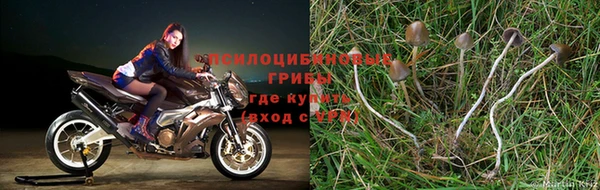 амф Верея